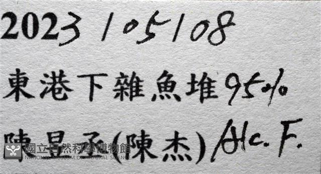 仿泡粒長螯蟹藏品圖，第17張