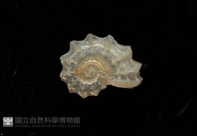 菲律賓花冠螺藏品圖，第17張