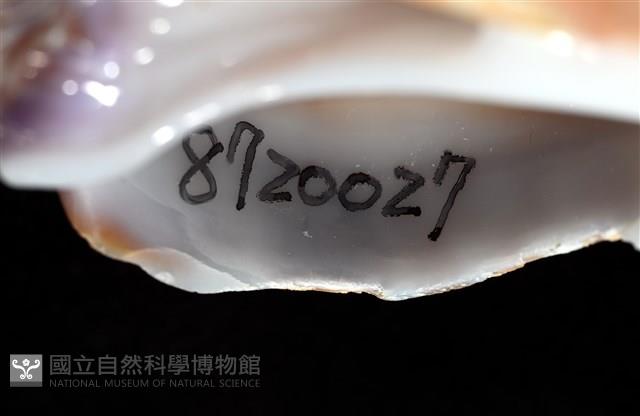 錫蘭鳳螺藏品圖，第17張
