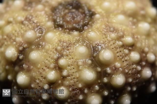 疣裸海膽藏品圖，第17張