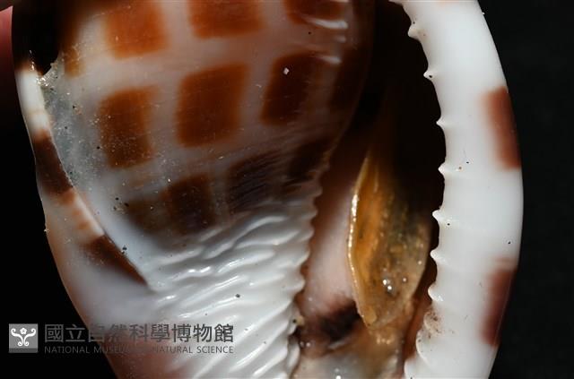 棋盤鬘螺藏品圖，第17張