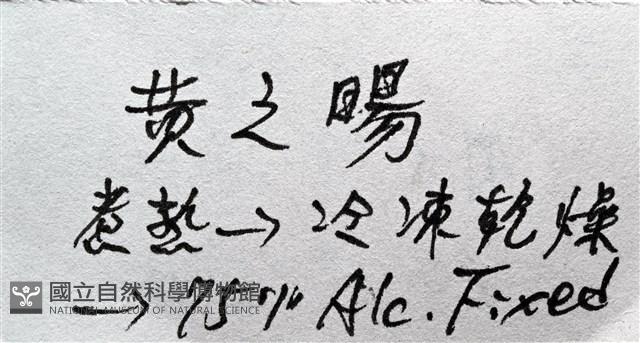 典型額胸水虱藏品圖，第17張