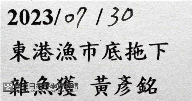 脊尾齒指蝦蛄藏品圖，第17張
