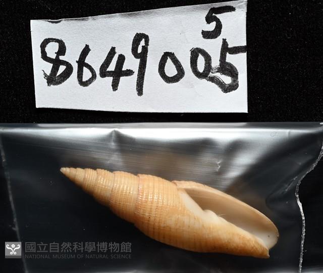 靈犀筆螺藏品圖，第17張
