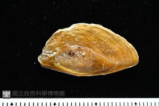婆羅洲鳳螺藏品圖，第17張