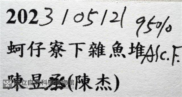 徽章聲蟹藏品圖，第17張