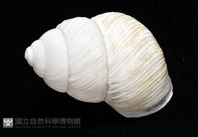南亞蝸牛之一種藏品圖，第17張