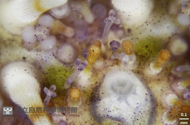 疣裸海膽藏品圖，第17張