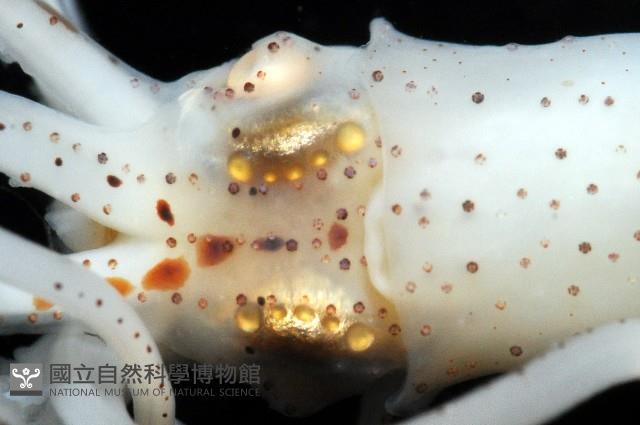 線紋擬鉤腕魷藏品圖，第17張