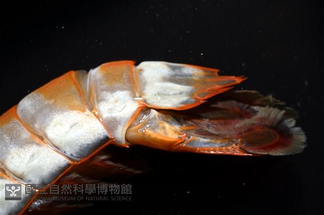 韓氏(粗糙)橙蝦蛄藏品圖，第17張