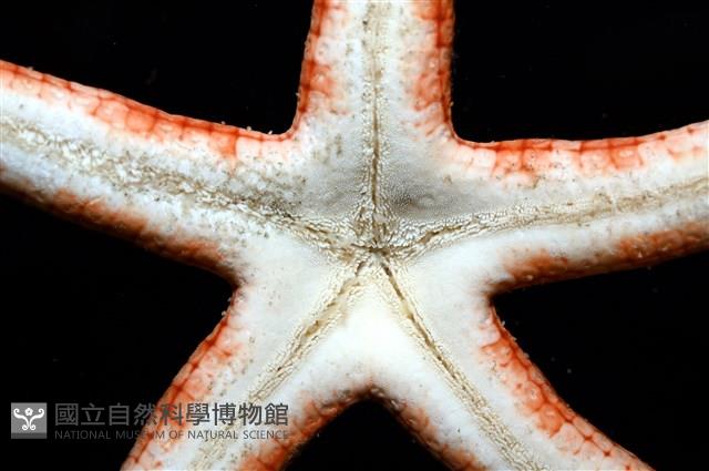 鑽石異瘤蛇海星(暫譯)藏品圖，第17張