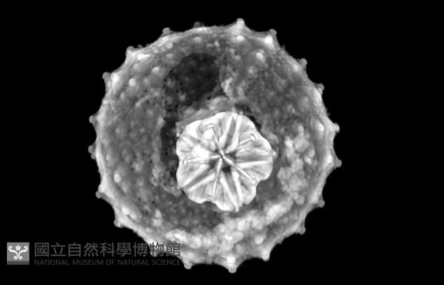 浪腔海膽(波紋腔海膽)藏品圖，第17張