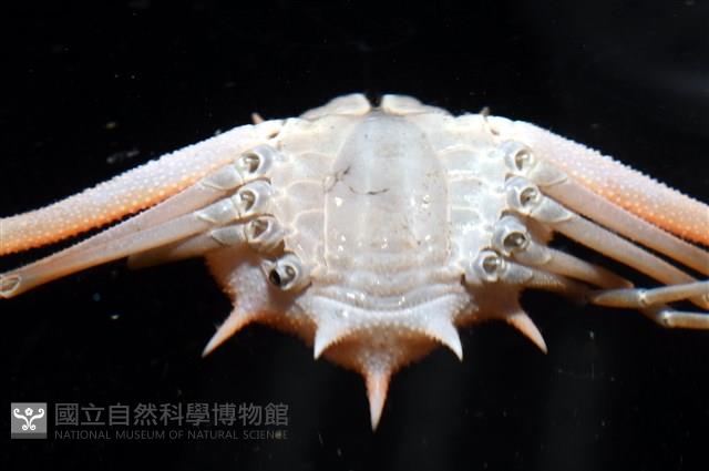 長形栗殼蟹藏品圖，第17張