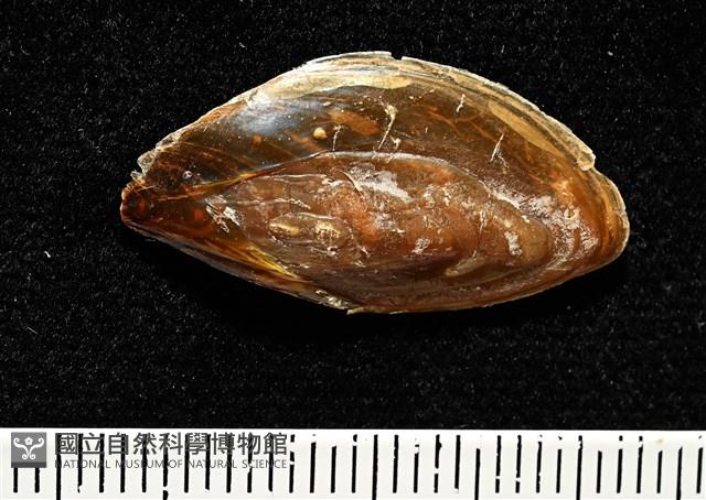 彩繪型深溝鳳螺藏品圖，第17張