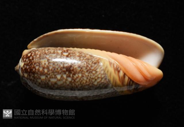 金唇榧螺藏品圖，第17張