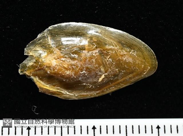妃珍鳳螺藏品圖，第16張