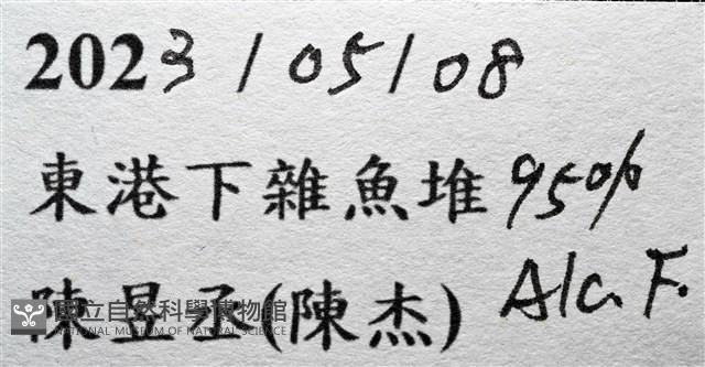 絨毛長腳蟹藏品圖，第17張