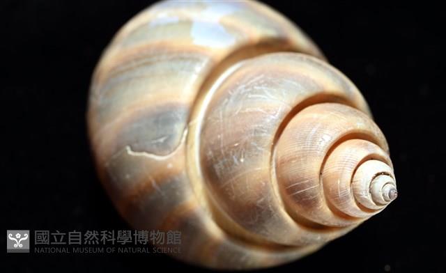皮氏鳳螺藏品圖，第17張