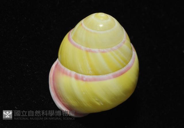 環紋光澤蝸牛藏品圖，第17張
