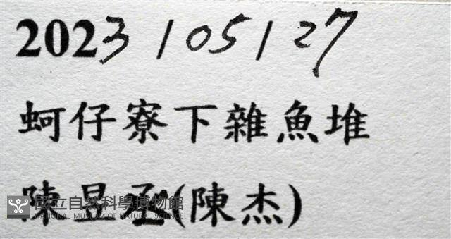 猥蝦(櫻花蝦)藏品圖，第17張