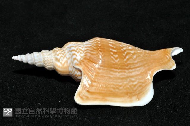 金斧鳳凰螺藏品圖，第17張