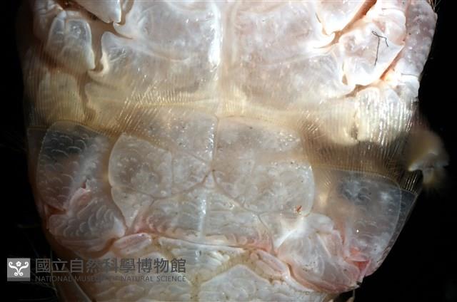 近似宦蝦藏品圖，第17張