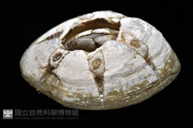 龜藤壺藏品圖，第17張
