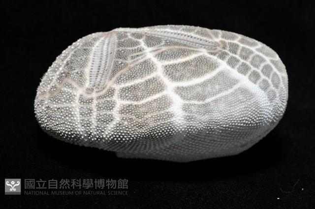 心形海壺藏品圖，第17張