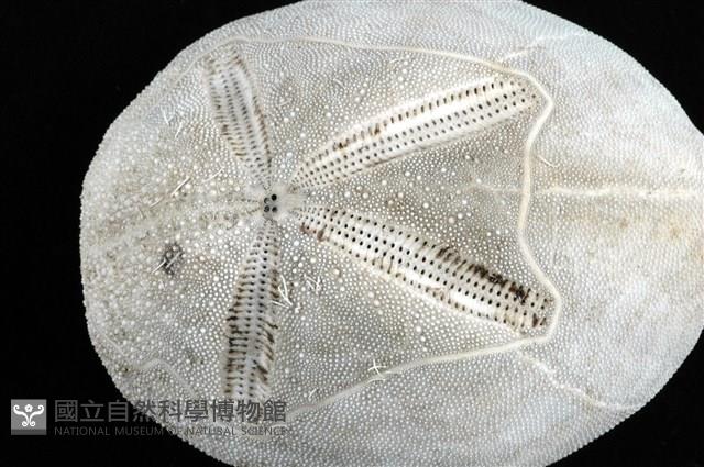心形海壺藏品圖，第17張