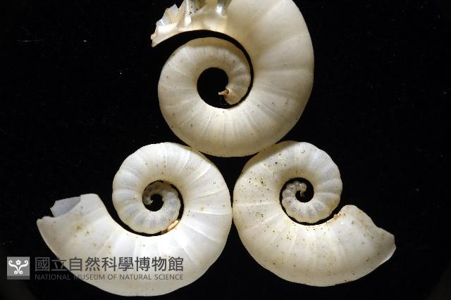 卷殼烏賊(旋殼烏賊)藏品圖，第17張