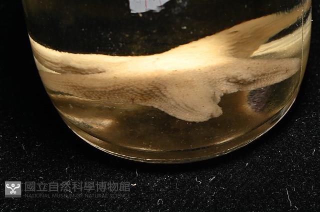 林氏海燕藏品圖，第17張