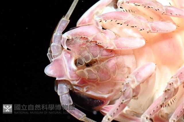 道氏深水虱藏品圖，第17張