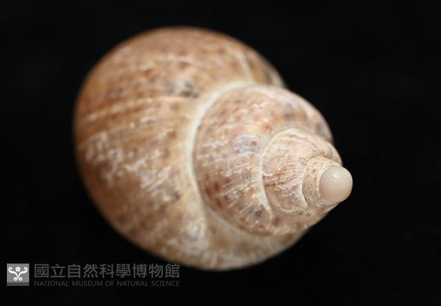 南非鳳螺藏品圖，第17張