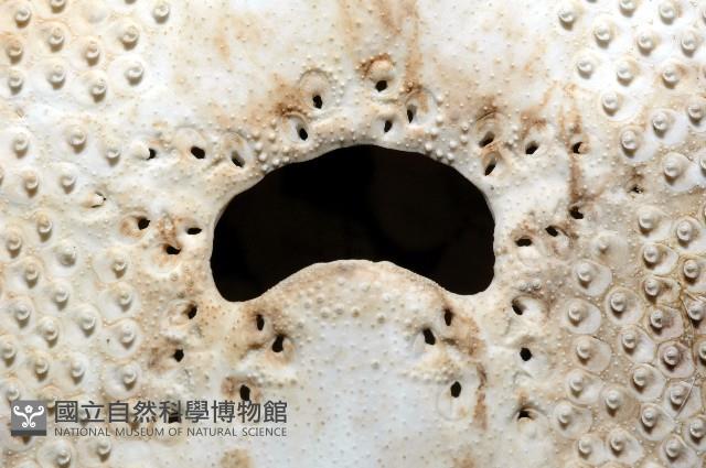 秀麗布萊海膽藏品圖，第17張