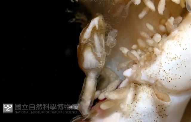 紅星梭子蟹藏品圖，第17張