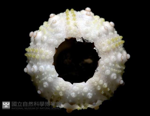 環棘深淵沙棱海膽藏品圖，第17張