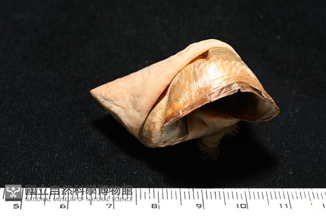 造殼海葵之一種藏品圖，第17張