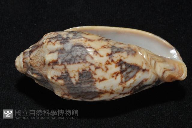 蝙蝠渦螺藏品圖，第17張