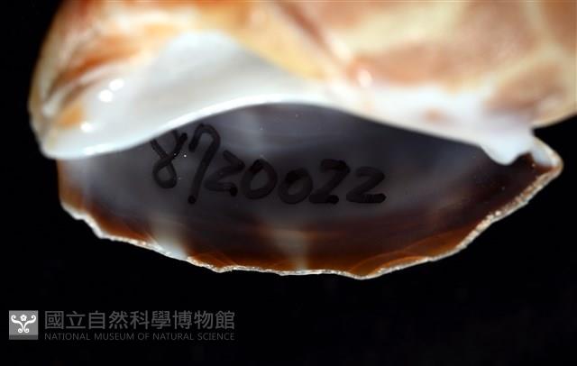 深溝鳳螺藏品圖，第17張