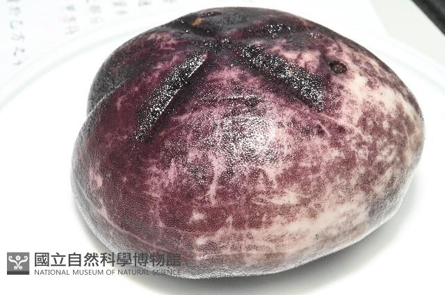 心形緣帶海膽藏品圖，第17張