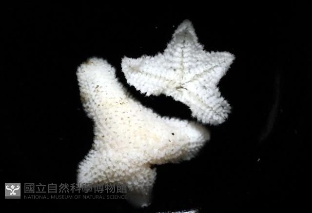 伯頓海燕藏品圖，第7張