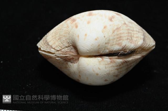 千妮簾蛤藏品圖，第7張