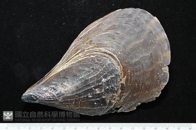 黑旗江珧蛤藏品圖，第7張