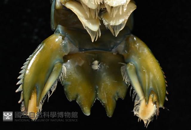 大指蝦蛄藏品圖，第7張