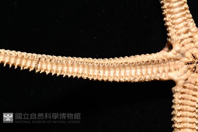 鞭枝蛇尾藏品圖，第7張