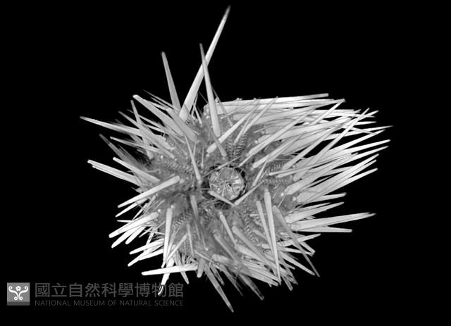 口鰓海膽藏品圖，第7張