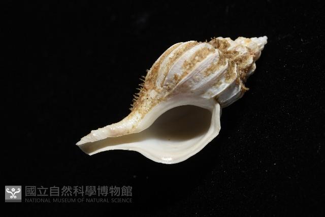 未知種峨螺藏品圖，第7張