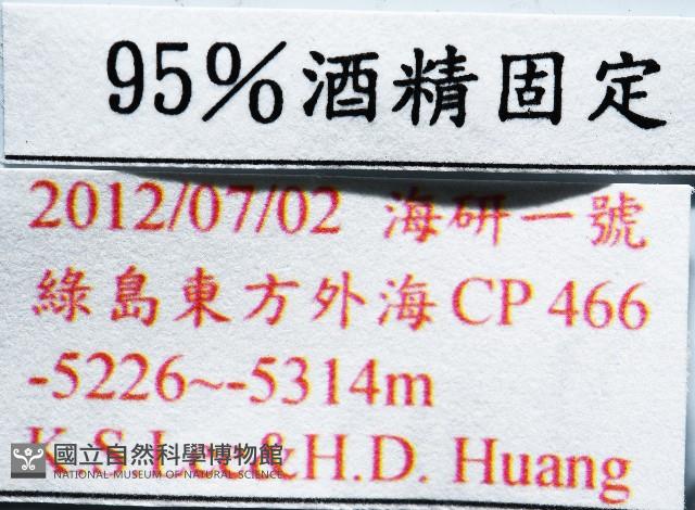 未知種鈍矢海鰓藏品圖，第7張