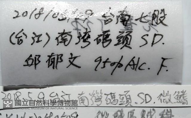 微小微鰭烏賊藏品圖，第7張