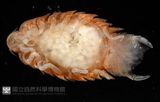 未知種尖甲水虱藏品圖，第7張